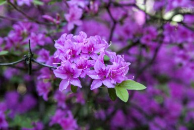 Rhododendron Rhododendron praecox arbuste Rhododendron praecox arbuste