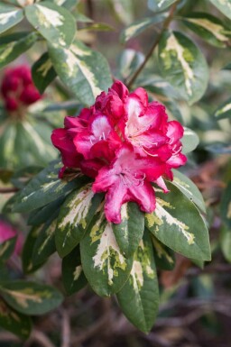 Rhododendron Rhododendron 'President Roosevelt' arbuste Rhododendron 'President Roosevelt' arbuste