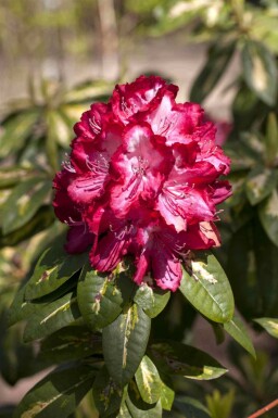 Rhododendron Rhododendron 'President Roosevelt' arbuste Rhododendron 'President Roosevelt' arbuste