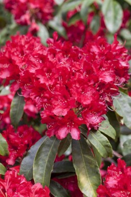 Rhododendron Rhododendron 'Red Jack' arbuste Rhododendron 'Red Jack' arbuste