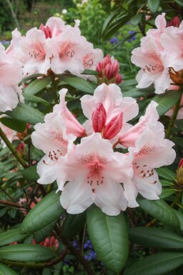 Rhododendron Rhododendron 'Virginia Richards' arbuste Rhododendron 'Virginia Richards' arbuste