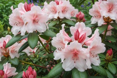 Rhododendron Rhododendron 'Virginia Richards' arbuste Rhododendron 'Virginia Richards' arbuste