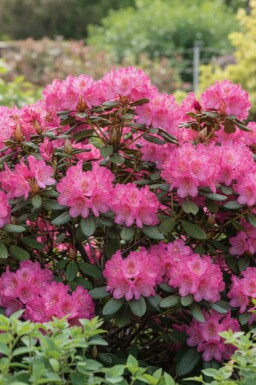 Rhododendron Rhododendron 'Wine and Roses' arbuste Rhododendron 'Wine and Roses' arbuste