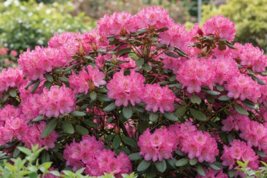Rhododendron Rhododendron 'Wine and Roses' arbuste Rhododendron 'Wine and Roses' arbuste