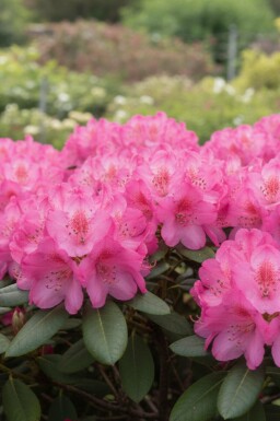 Rhododendron 'Wine and Roses' arbuste