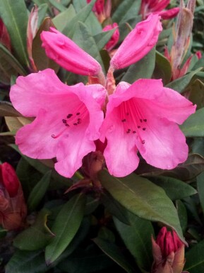 Rhododendron Rhododendron 'Winsome' arbuste Rhododendron 'Winsome' arbuste