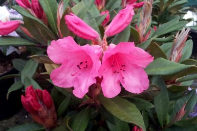 Rhododendron Rhododendron 'Winsome' arbuste Rhododendron 'Winsome' arbuste
