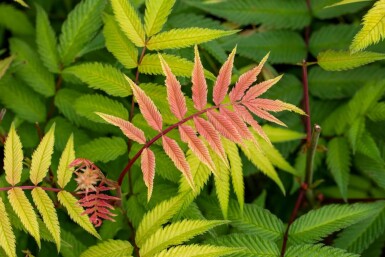 Vinaigrier Rhus typhina arbuste Rhus typhina arbuste