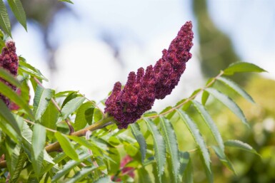 Vinaigrier Rhus typhina arbuste Rhus typhina arbuste