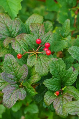 Groseillier des alpes Ribes alpinum arbuste Ribes alpinum arbuste