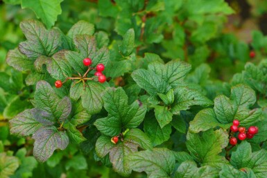 Groseillier des alpes Ribes alpinum arbuste Ribes alpinum arbuste