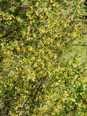 Groseillier doré Ribes odoratum arbuste Ribes odoratum