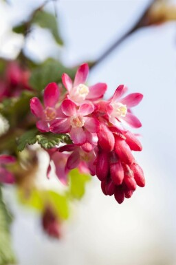 Groseillier à fleurs Ribes sanguineum arbuste Ribes sanguineum arbuste