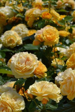 Rosier Rosa 'Absolutely Fabulous' arbuste Rosa 'Absolutely Fabulous' arbuste