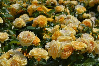 Rosier Rosa 'Absolutely Fabulous' arbuste Rosa 'Absolutely Fabulous' arbuste