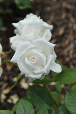 Rose blanche Rosa 'Annapurna' arbuste Rosa 'Annapurna' arbuste