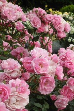 Rosier bonica Rosa 'Bonica 82' arbuste Rosa 'Bonica 82' arbuste