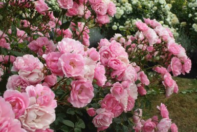 Rosier bonica Rosa 'Bonica 82' arbuste Rosa 'Bonica 82' arbuste