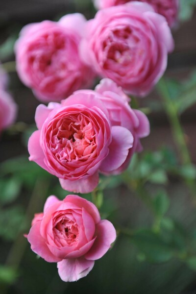 Rosier boscobel Rosa 'Boscobel' arbuste Rosa 'Boscobel' arbuste