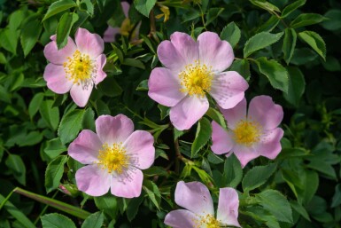 Églantier Rosa canina arbuste Rosa canina arbuste