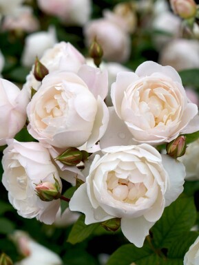 Rose blanche Rosa 'Desdemona' arbuste Rosa 'Desdemona'