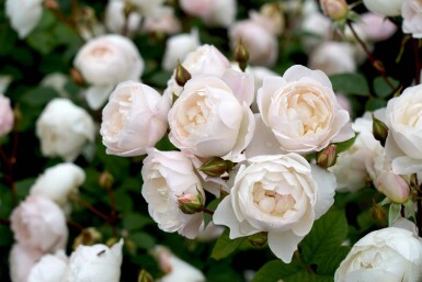 Rose blanche Rosa 'Desdemona' arbuste Rosa 'Desdemona'