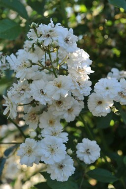 Rosier blanc Rosa 'Guirlande d'Amour' arbuste Rosa 'Guirlande d'Amour' arbuste