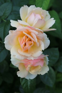 Rose hansestadt rostock Rosa 'Hansestadt Rostock' arbuste Rosa 'Hansestadt Rostock' arbuste