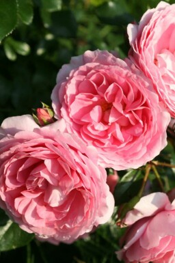 Rose léonard de vinci Rosa 'Leonardo da Vinci' arbuste Rosa 'Leonardo da Vinci' arbuste