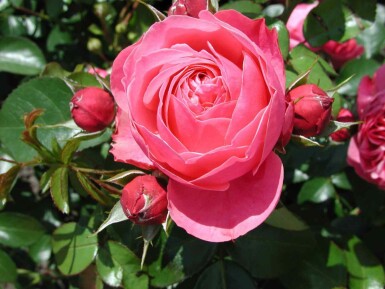 Rose léonard de vinci Rosa 'Leonardo da Vinci' arbuste Rosa 'Leonardo da Vinci' arbuste
