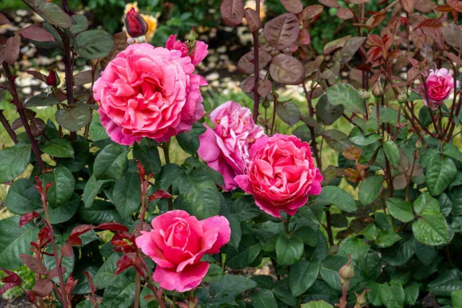 Rose Rosa 'Line Renaud' arbuste Rosa 'Line Renaud' arbuste