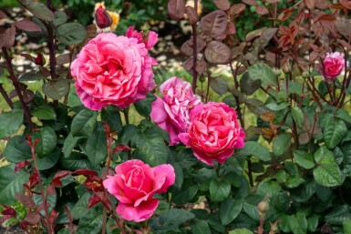 Rose Rosa 'Line Renaud' arbuste Rosa 'Line Renaud' arbuste