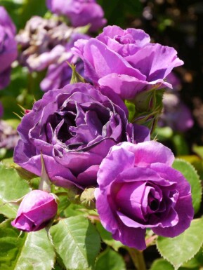 Rosier minerva Rosa 'Minerva' arbuste Rosa 'Minerva' arbuste