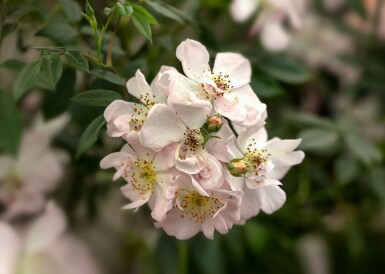 Rose Rosa 'Open Arms' arbuste Rosa 'Open Arms' arbuste