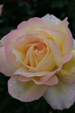 Rose de la paix Rosa 'Peace' arbuste Rosa 'Peace' arbuste