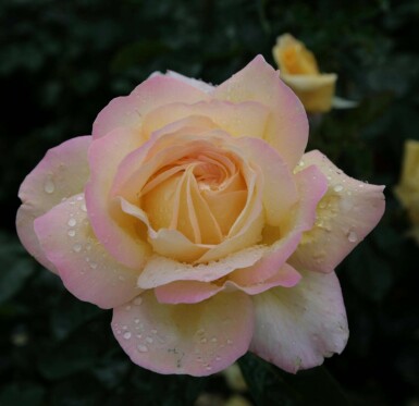 Rose de la paix Rosa 'Peace' arbuste Rosa 'Peace' arbuste