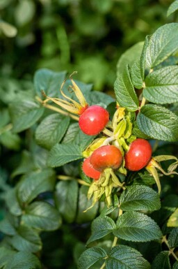 Rosier rugueux Rosa rugosa arbuste Rosa rugosa arbuste