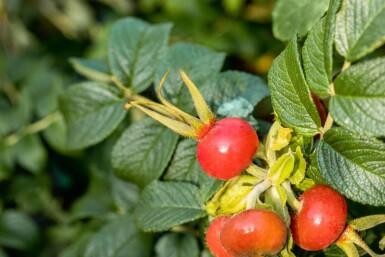 Rosier rugueux Rosa rugosa arbuste Rosa rugosa arbuste