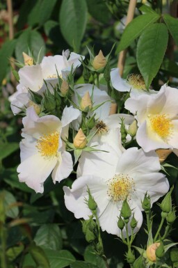Rosier sally holmes Rosa 'Sally Holmes' arbuste Rosa 'Sally Holmes' arbuste