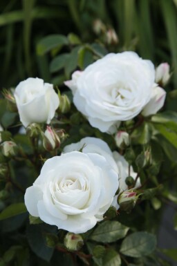 Rosier blanc Rosa 'Schneewittchen' arbuste Rosa 'Schneewittchen' arbuste