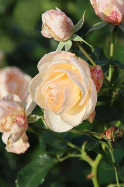 Rosier Rosa 'Sirius' arbuste Rosa 'Sirius' arbuste
