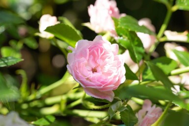 Rosier Rosa 'The Fairy' arbuste Rosa 'The Fairy' arbuste