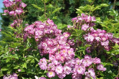 Rosier veilchenblau Rosa 'Veilchenblau' arbuste Rosa 'Veilchenblau' arbuste