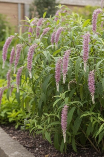 Rostrinucula dependens arbuste