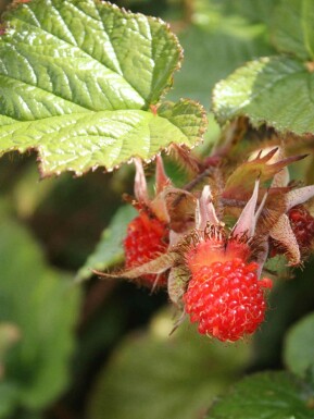 Ronce chinoise Rubus tricolor arbuste Rubus tricolor