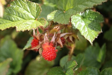 Ronce chinoise Rubus tricolor arbuste Rubus tricolor