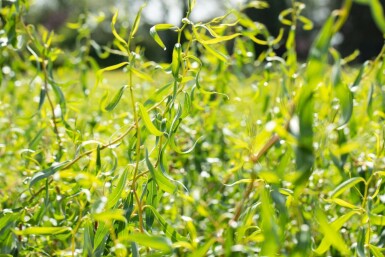 Salix babylonica 'Tortuosa'