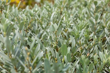 Saule nain Salix helvetica arbuste Salix helvetica arbuste