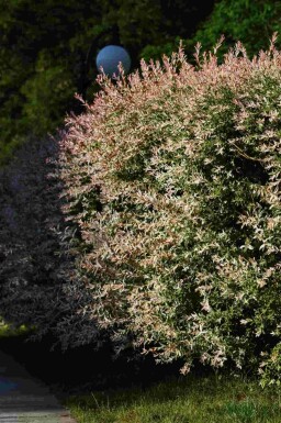 Saule du japon Salix integra 'Flamingo' arbuste Salix integra 'Flamingo' arbuste