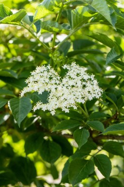 Sureau noir Sambucus nigra arbuste Sambucus nigra arbuste